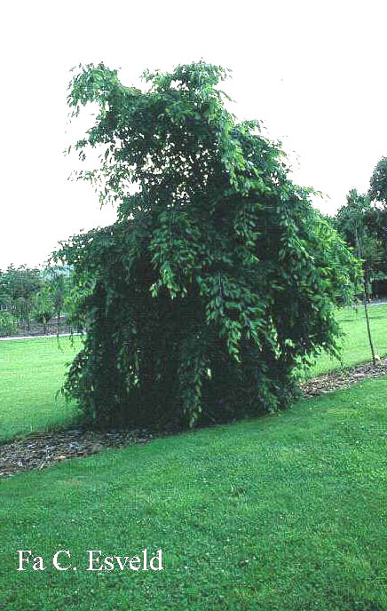 Carpinus betulus 'Pendula'