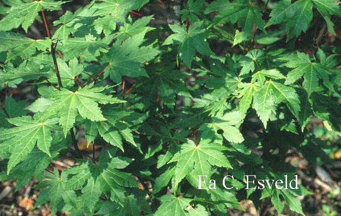 Acer palmatum 'Herbstfeuer'