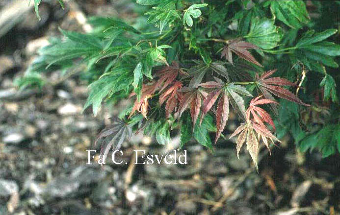 Acer palmatum 'Nanase gawa'