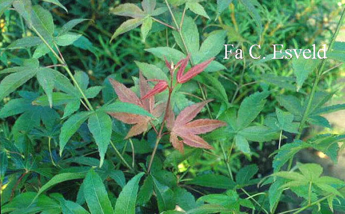 Acer palmatum 'Hondoshi'