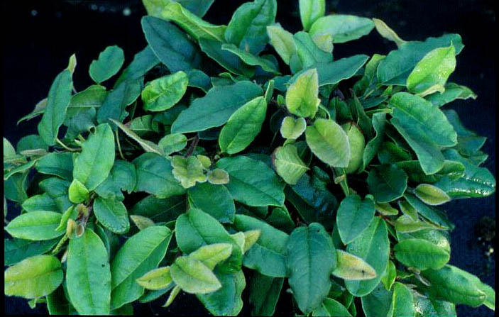 Epigaea repens