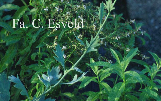 Romneya coulteri