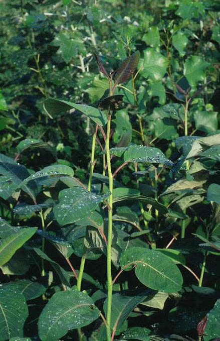 Salix magnifica