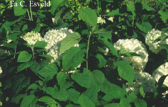 Hydrangea arborescens 'Annabelle'