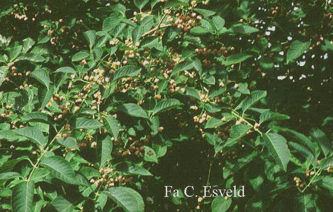 Euonymus hamiltonianus maackii