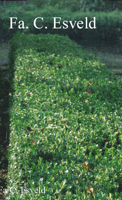 Buxus microphylla 'Faulkner'