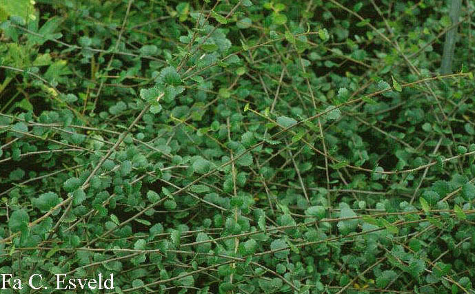 Betula nana 'Glencarry'