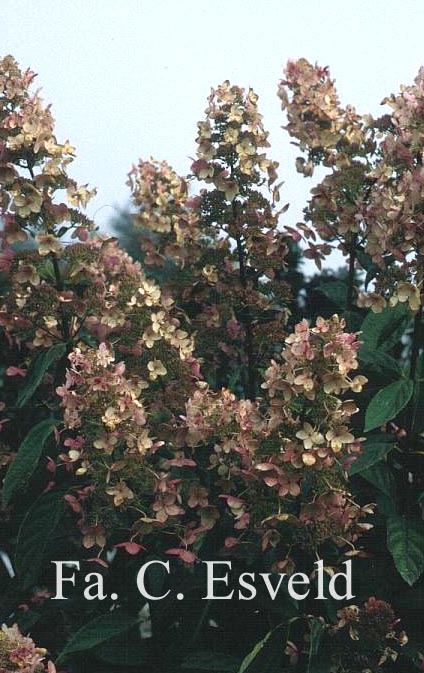 Hydrangea paniculata 'Tardiva'