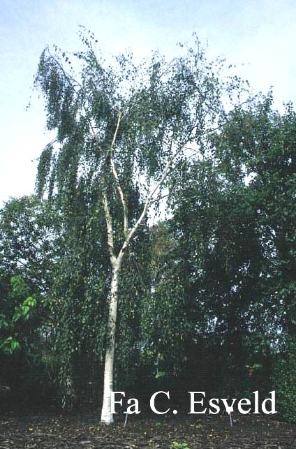 Betula pendula 'Tristis'