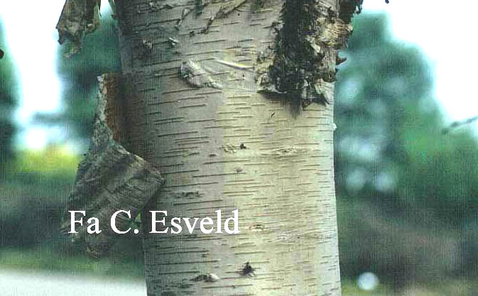 Betula ermanii