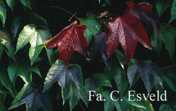 Parthenocissus tricuspidata 'Green Spring'