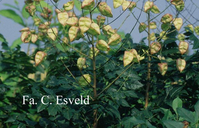 Koelreuteria paniculata