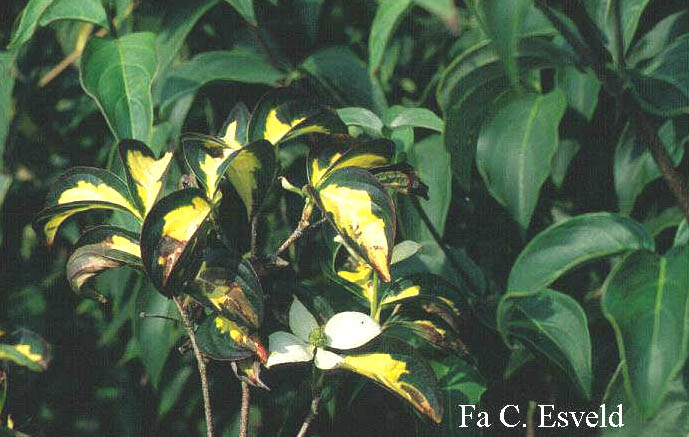 Cornus kousa 'Gold Star'