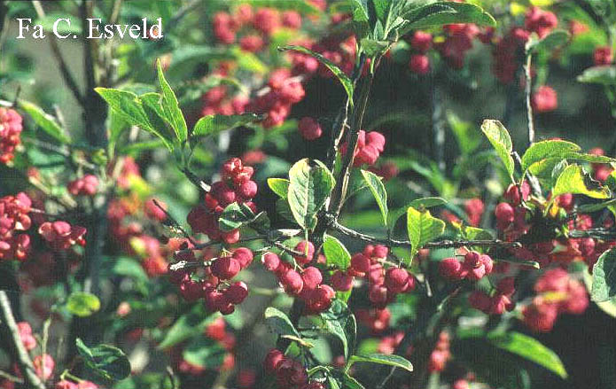 Euonymus phellomanus