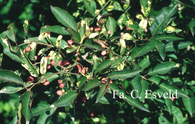 Euonymus hamiltonianus 'Indian Summer'