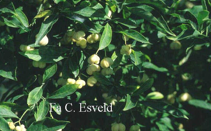 Euonymus europaeus 'Albus'