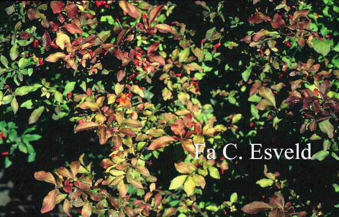 Euonymus alatus var. ciliatodentatus