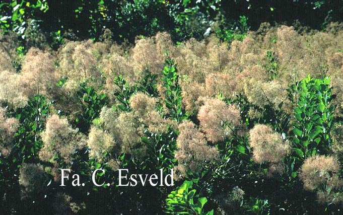 Cotinus coggygria 'Young Lady'