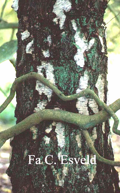 Betula pendula