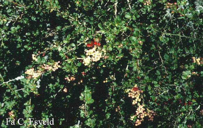 Berberis wilsoniae