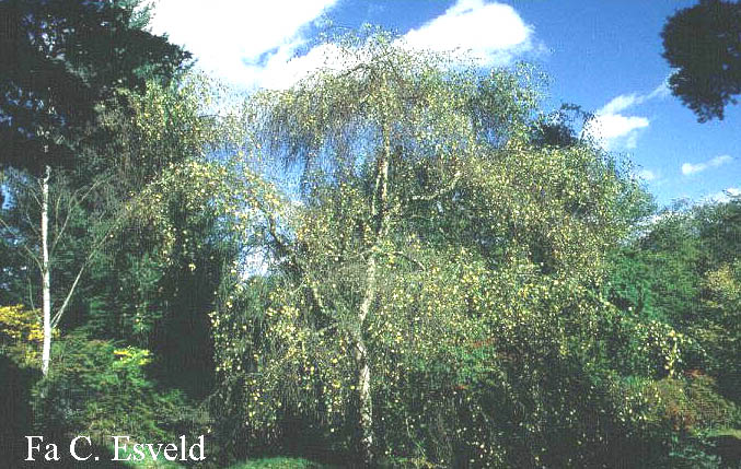 Betula pendula 'Youngii'