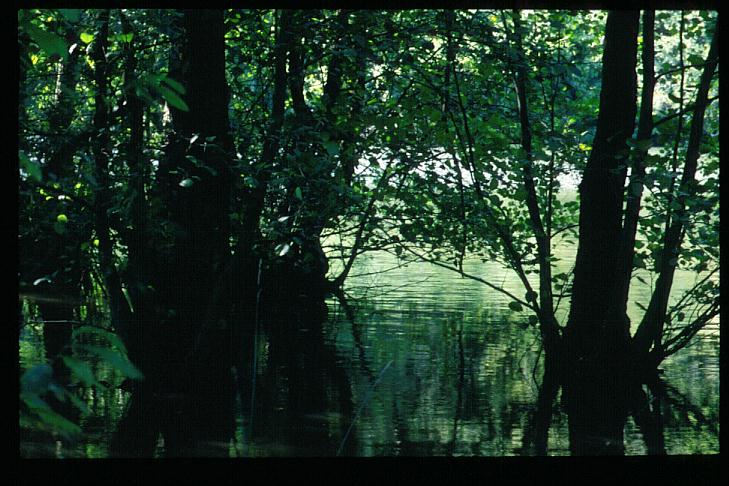 Alnus glutinosa