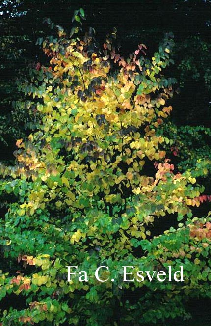 Cercidiphyllum japonicum