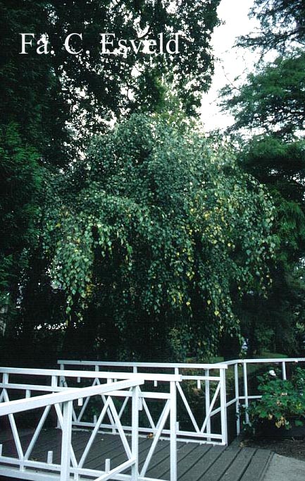 Betula pendula 'Youngii'