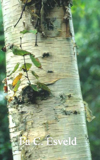 Betula ermanii