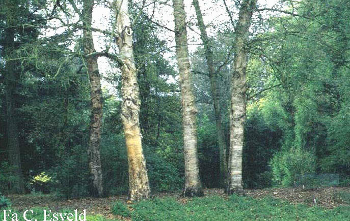 Betula papyrifera