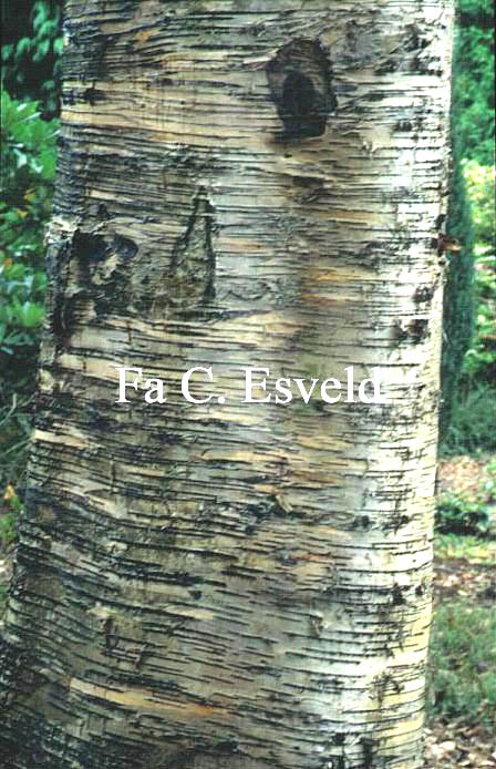 Betula papyrifera