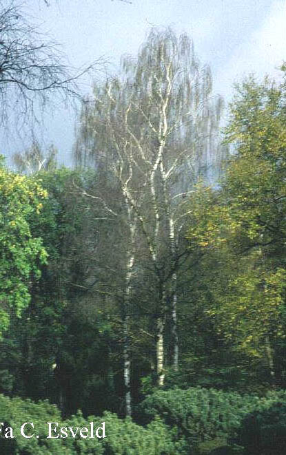 Betula pendula 'Tristis'