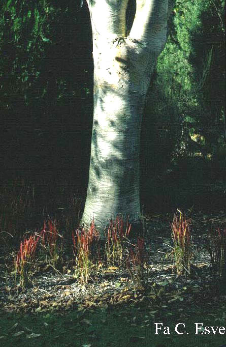 Betula utilis