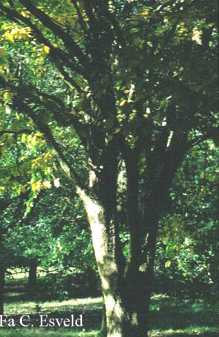 Betula alleghaniensis