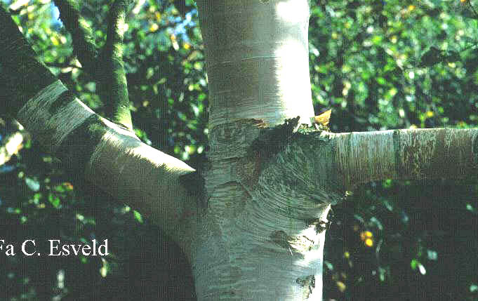 Betula ermanii