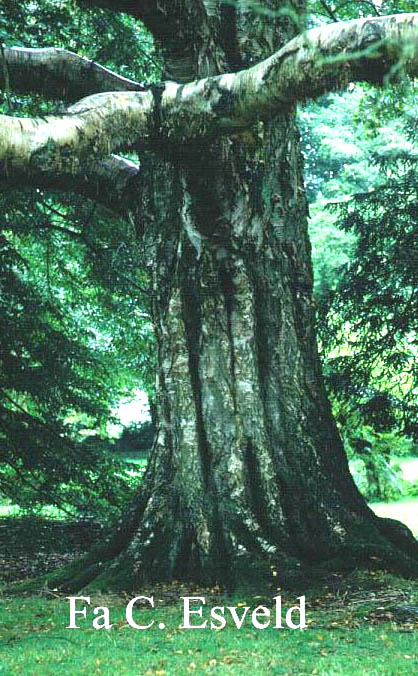 Betula ermanii