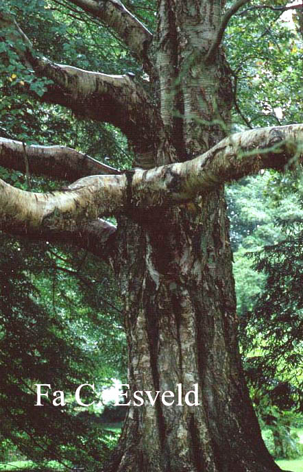 Betula ermanii