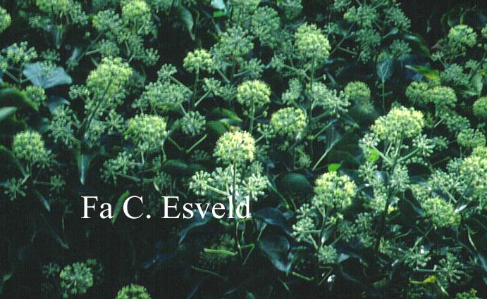 Hedera helix Arborescent Group