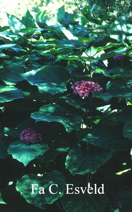 Clerodendrum bungei