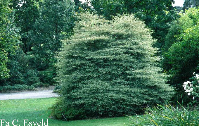 Cornus alternifolia 'Argentea'