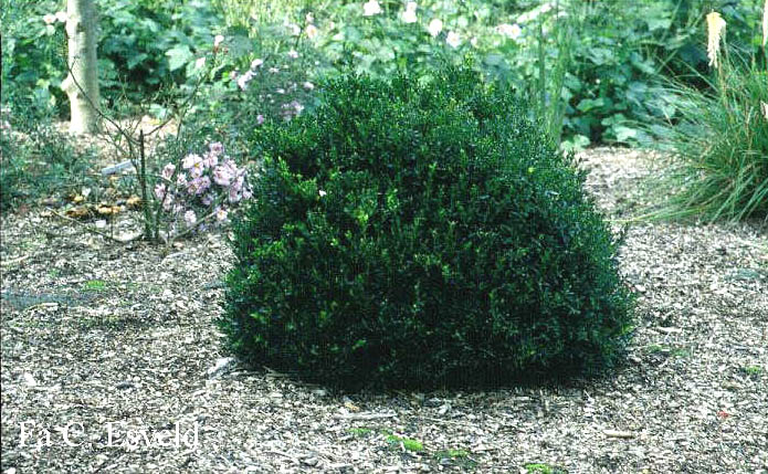 Buxus sempervirens 'Justin Brouwers'