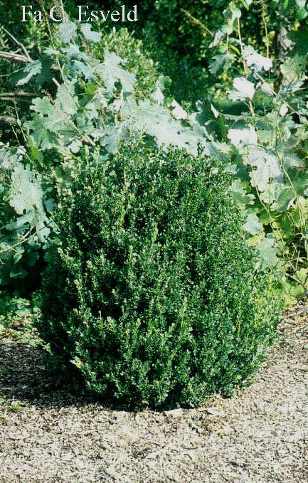 Buxus microphylla 'John Baldwin'