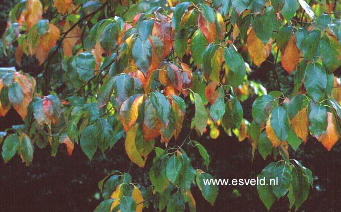 Nyssa sylvatica 'Jermyn's Flame'