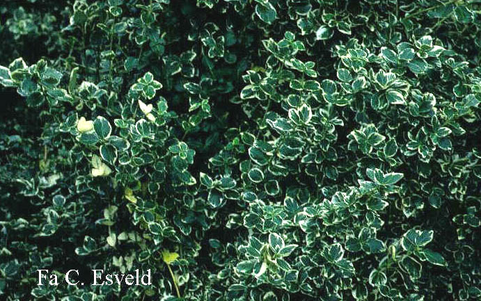 Euonymus fortunei 'Emerald Gaiety'