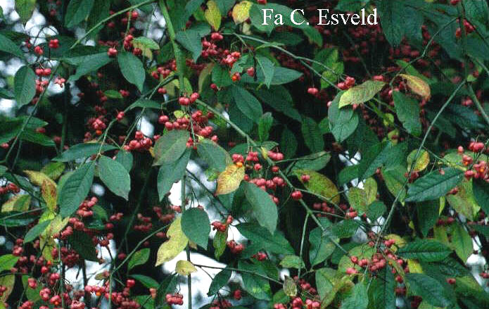 Euonymus europaeus