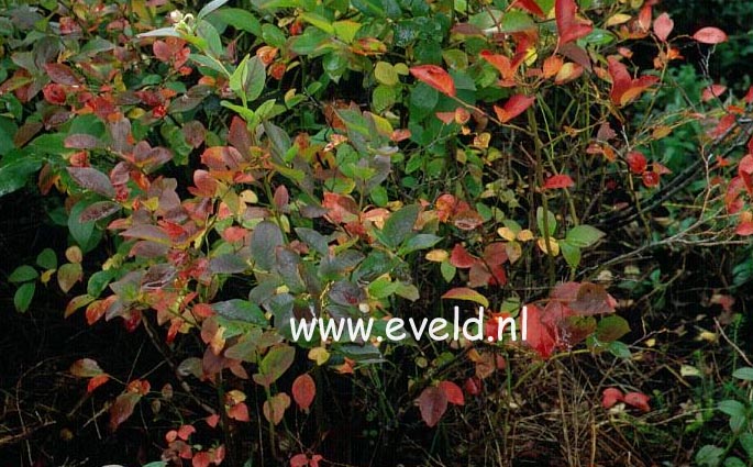 Vaccinium caesariense