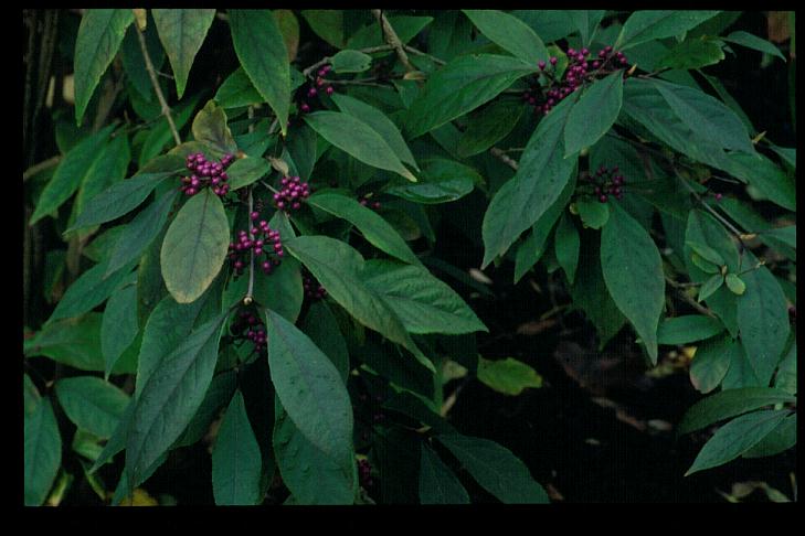 Callicarpa japonica