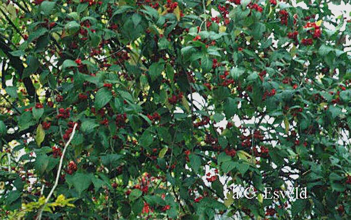 Euonymus europaeus intermedius