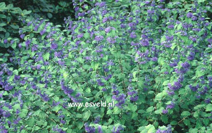 Caryopteris incana