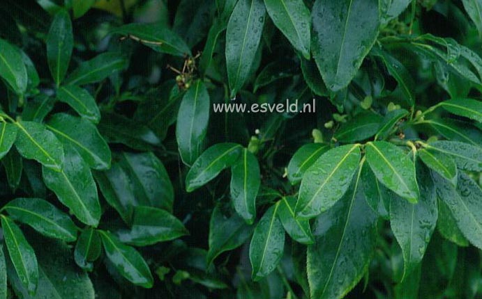 Euonymus pendulus